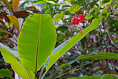 151006 Hawaii 2015 - Photo 0338