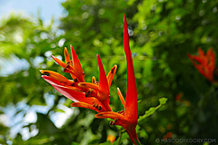 151006 Hawaii 2015 - Photo 0341