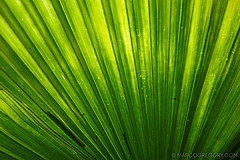 151006 Hawaii 2015 - Photo 0343