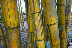 151006 Hawaii 2015 - Photo 0347