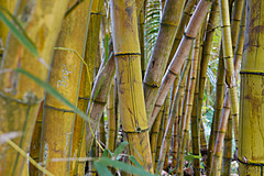 151006 Hawaii 2015 - Photo 0348