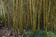 151006 Hawaii 2015 - Photo 0349