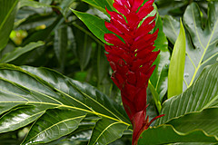 151006 Hawaii 2015 - Photo 0362