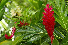 151006 Hawaii 2015 - Photo 0363