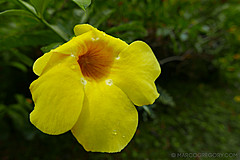 151006 Hawaii 2015 - Photo 0368