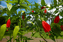 151006 Hawaii 2015 - Photo 0375