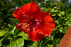 151006 Hawaii 2015 - Photo 0377