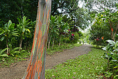 151006 Hawaii 2015 - Photo 0387