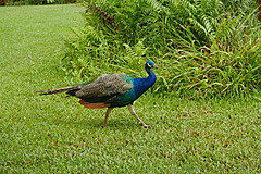 151006 Hawaii 2015 - Photo 0402