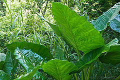 151006 Hawaii 2015 - Photo 0413