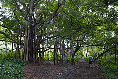 151006 Hawaii 2015 - Photo 0417