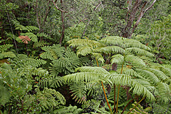 151006 Hawaii 2015 - Photo 0505