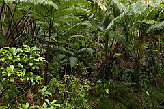 151006 Hawaii 2015 - Photo 0506