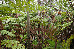 151006 Hawaii 2015 - Photo 0508