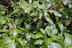 151006 Hawaii 2015 - Photo 0537