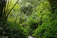 151006 Hawaii 2015 - Photo 0538