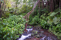 151006 Hawaii 2015 - Photo 0539