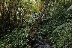 151006 Hawaii 2015 - Photo 0541