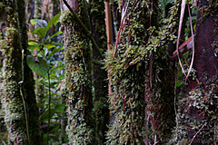 151006 Hawaii 2015 - Photo 0542