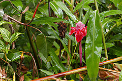 151006 Hawaii 2015 - Photo 0561