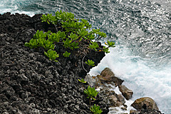 151006 Hawaii 2015 - Photo 0582