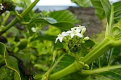 151006 Hawaii 2015 - Photo 0584