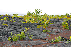 151006 Hawaii 2015 - Photo 0609