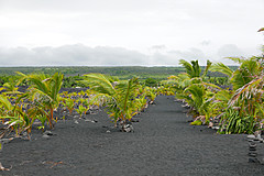 151006 Hawaii 2015 - Photo 0616