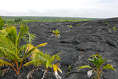 151006 Hawaii 2015 - Photo 0617