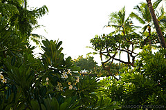151006 Hawaii 2015 - Photo 0629