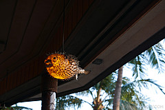 151006 Hawaii 2015 - Photo 0630