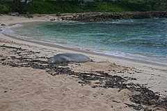 151006 Hawaii 2015 - Photo 0748