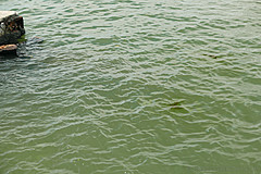 151006 Hawaii 2015 - Photo 0769