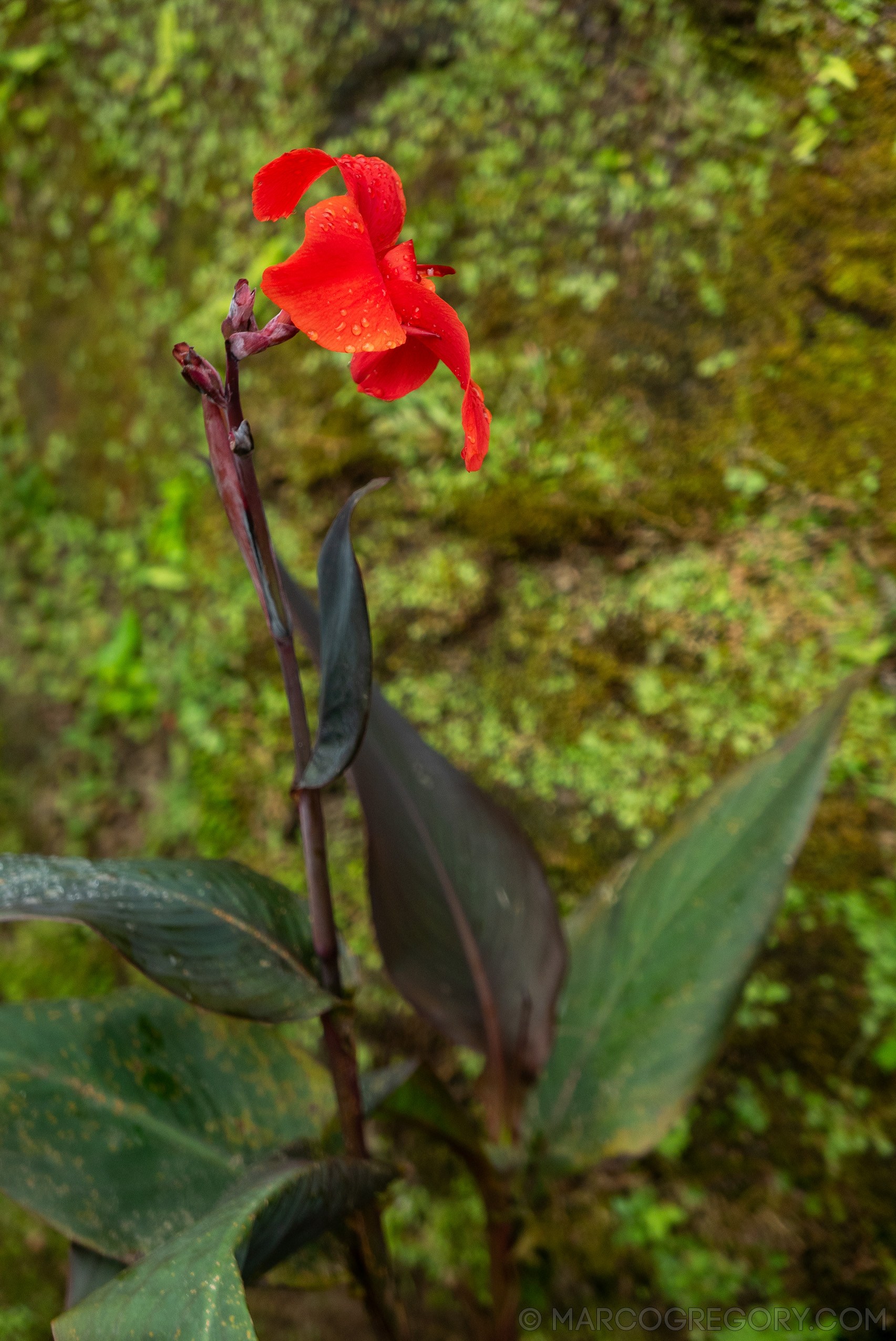 190916 Azores and Lisbon - Photo0077 of 513