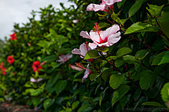 190916 Azores and Lisbon - Photo 0009