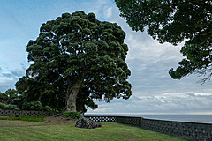 190916 Azores and Lisbon - Photo 0011