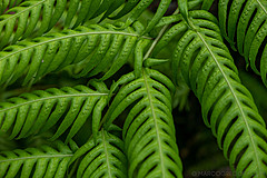 190916 Azores and Lisbon - Photo 0048