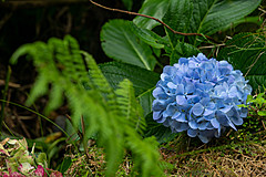 190916 Azores and Lisbon - Photo 0052