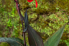 190916 Azores and Lisbon - Photo 0077