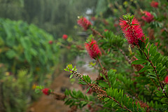 190916 Azores and Lisbon - Photo 0082