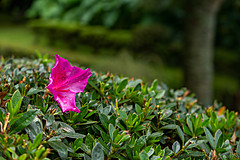 190916 Azores and Lisbon - Photo 0087