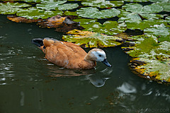 190916 Azores and Lisbon - Photo 0134