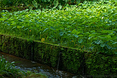 190916 Azores and Lisbon - Photo 0141