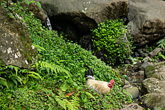 190916 Azores and Lisbon - Photo 0192