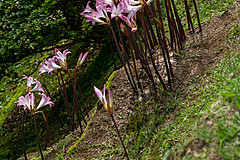 190916 Azores and Lisbon - Photo 0224