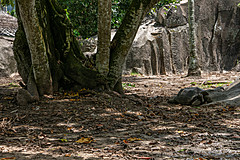 200202 Seychelles - Photo 0056