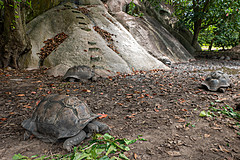 200202 Seychelles - Photo 0063