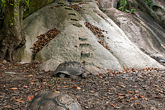 200202 Seychelles - Photo 0064