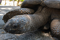 200202 Seychelles - Photo 0137