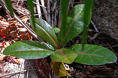 200202 Seychelles - Photo 0246
